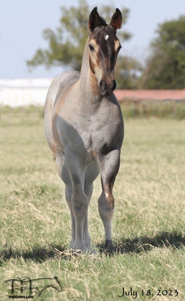 Plenty Dinero MA's 2023 Roan Stallion